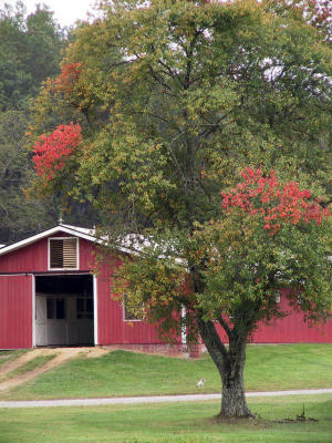 Signs of Fall