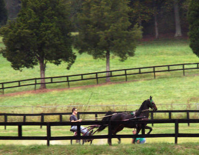 American Saddle Bred