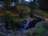 Night pond