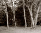 Four trees