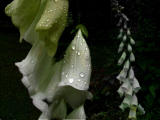 Foxglove composite