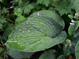Hosta leaf