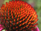 Cone of echinacea