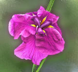 Japanese iris