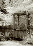 Garden gate with wisteria