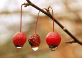Dried Crabapples with Raindrops