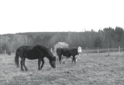 horse and others