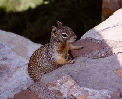 Desert Ground Squirrel