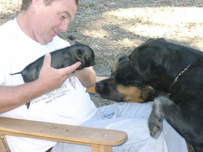 The dogs think that new friend looks more like dinner.