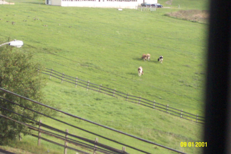 Cow without zoom&binoculars.JPG