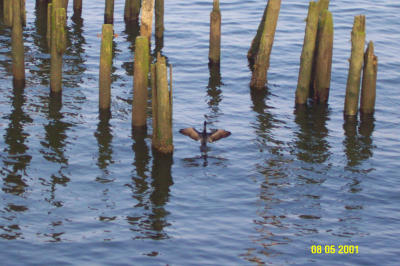 u/radon220/medium/641239.Bird.jpg