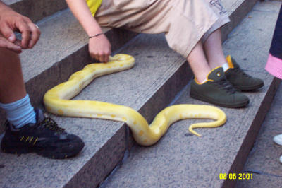 Yellow Snake 1.JPG