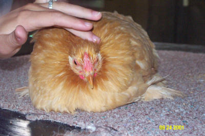 Bachlavah 092401 -2.JPG
