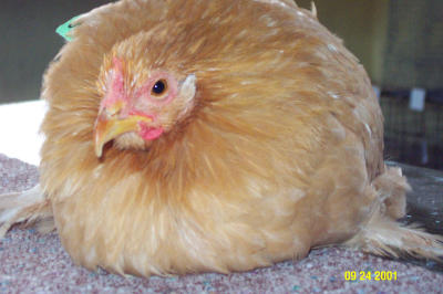 Bachlavah 092401 -4.JPG