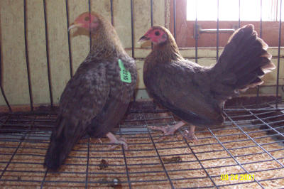 Chicken with Bar Through Head.JPG