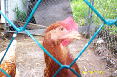 ChickenHead3.JPG