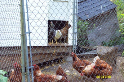Chickens 082401 -2.JPG