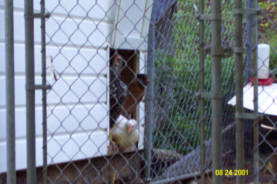 Chickens 082401 -4.JPG