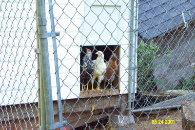 Chickens 082401 -5.JPG