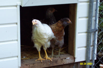 Chickens 082401 -6.JPG