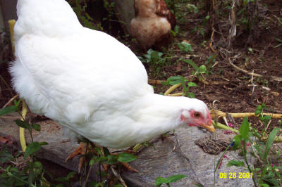 Chickens 092801 4.JPG