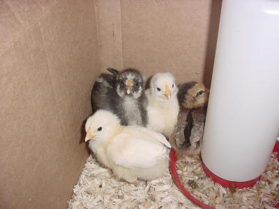 chicks 1- 060801 .JPG