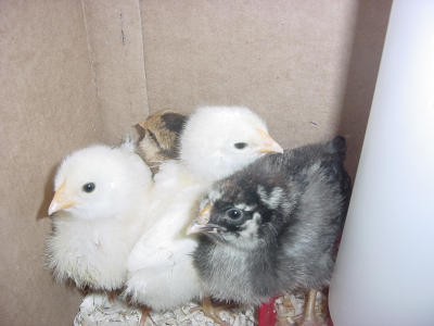 chicks 2- 060801 .JPG