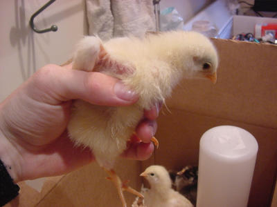 chicks 3- 060801 .JPG