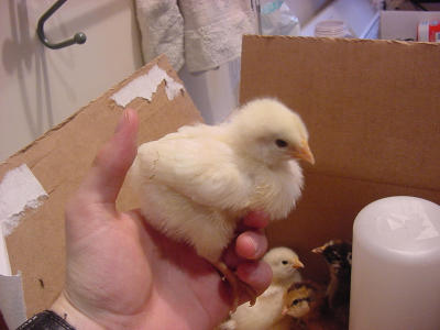 chicks 4- 060801 .JPG