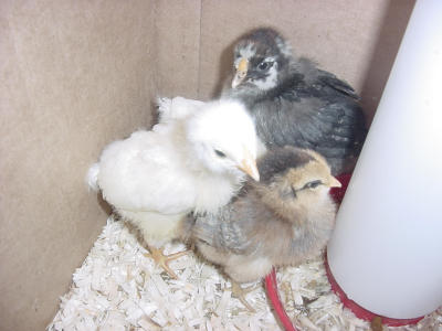 chicks 6- 060801 .JPG