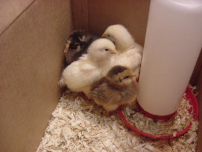 chicks 7- 060801 .JPG