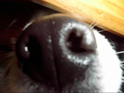 Nose of Dog.jpg