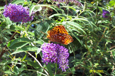 Butterfly on Purple.JPG