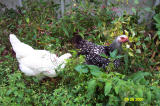 Chickens 092801 2.JPG