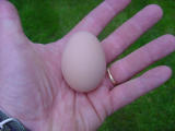 first egg2.JPG