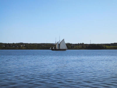 Bluenose