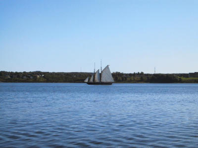 Bluenose