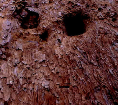 Yosemite Wildlife-- Owl Eyes In Tree Bark