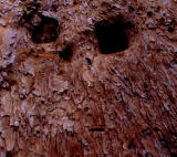 Yosemite Wildlife-- Owl Eyes In Tree Bark