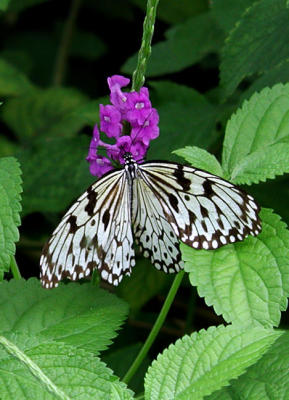 u/ro2001/medium/190150.Butterfly108.jpg