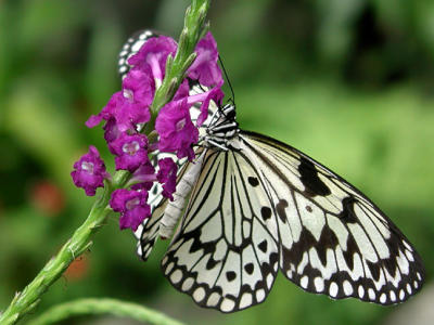 u/ro2001/medium/190153.Butterfly118.jpg
