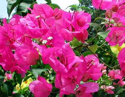 Bougainvillea