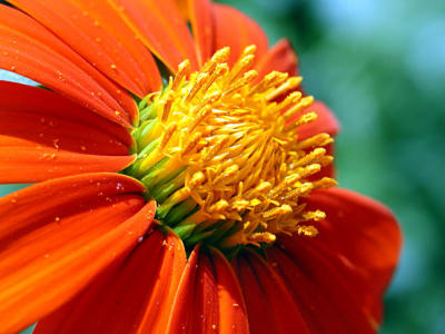 Flowers and Foliage