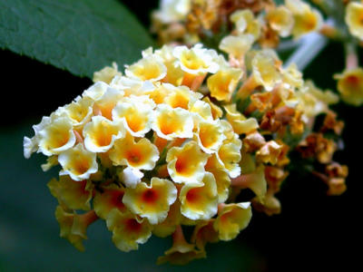 Lantana