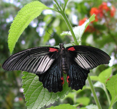 Papilio memnon- Great Morman