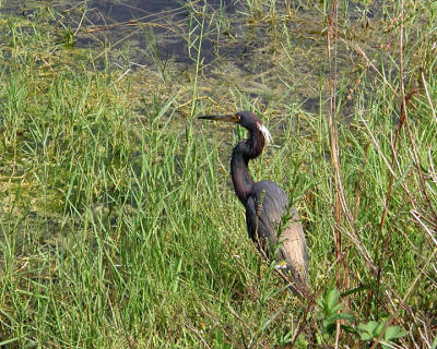 Tri-Colored Heron at a swamp area.