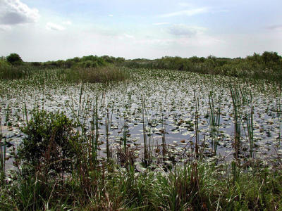 Marsh- Loxahatchee Reserve- Florida