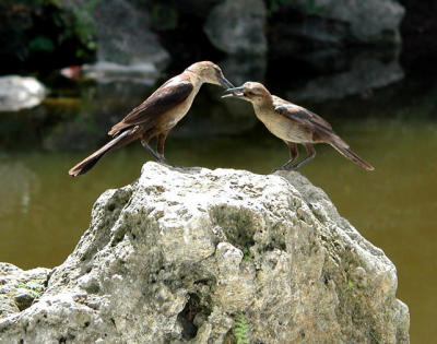 Grackles