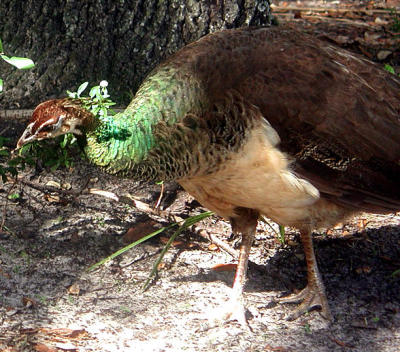 PeaHen