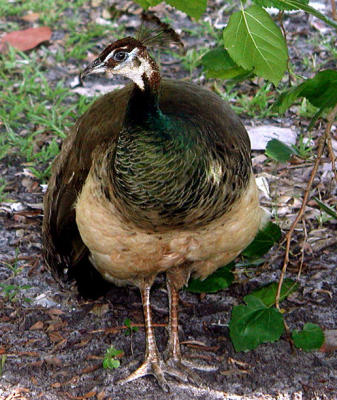 PeaHen